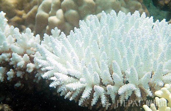 《美丽中国》9月15日开播,倡议去海边不擦防晒霜?