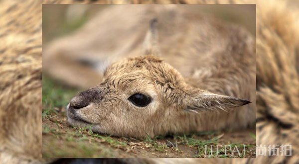 《美丽中国》9月15日开播,倡议去海边不擦防晒霜?