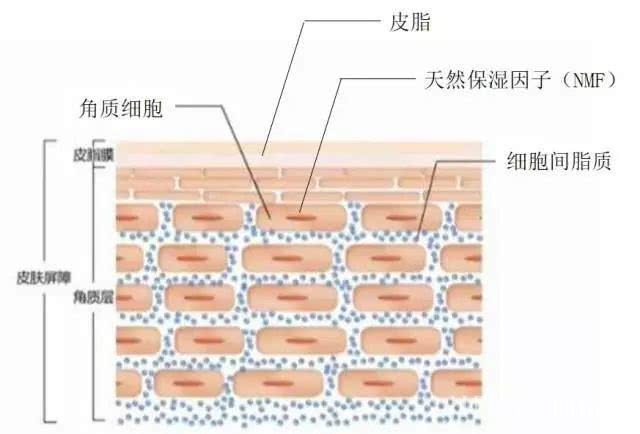买了保湿爆款照样起干皮 ?揭秘那些被低估的保湿陷阱