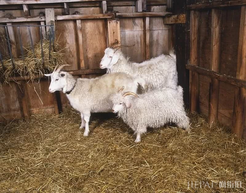 羊绒衫穿起来到底有多舒服,难道你不想拥有一件吗?