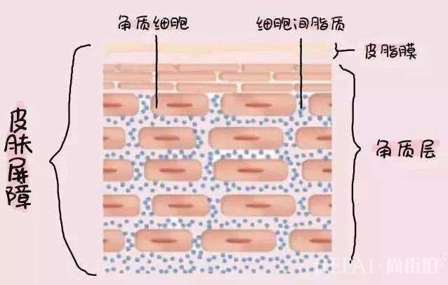 张韶涵想做“冻龄”小天后