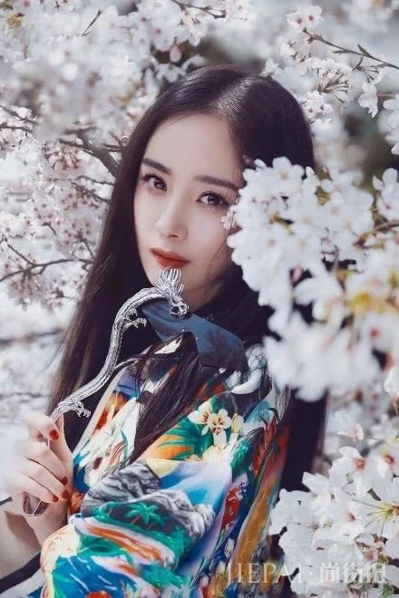 杨幂穿和服搭配樱花背景比花还美，淡妆太唯美