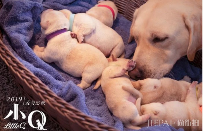 7月观影指南：内地电影大洗牌？《扫毒2》一枝独秀，狮子王救市