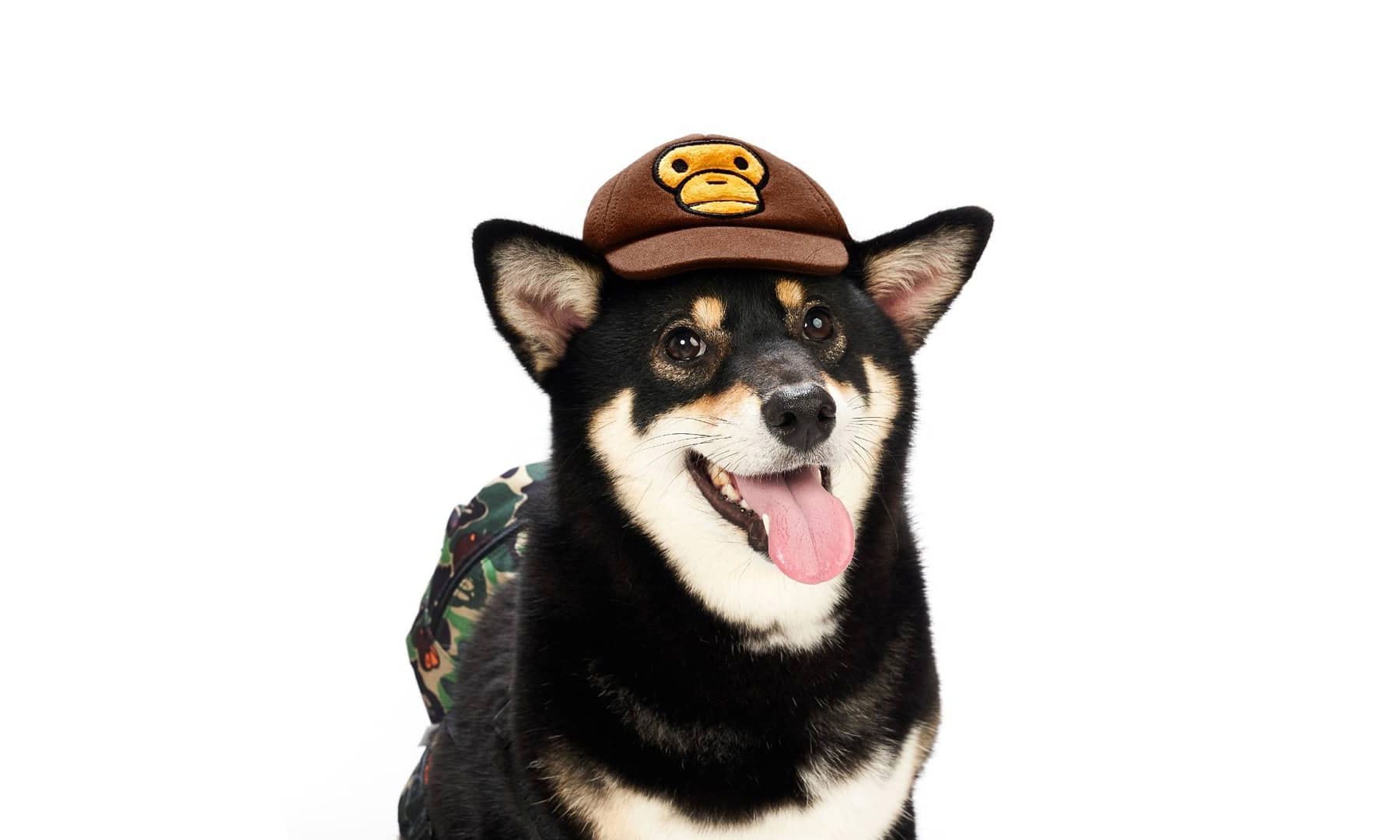 这是目前最潮的宠物用品!BABY MILO打造狗狗用品系列!