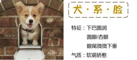 现在流行的动物脸型你了解吗?猫系脸、犬系脸你喜欢哪一个