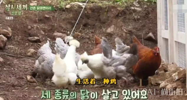 廉晶雅尹世雅体验农村生活,淀粉都得自制,郑雨盛登场如韩剧男主