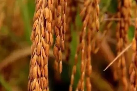 女生都在讲究低碳减肥，但其实高碳也能减肥