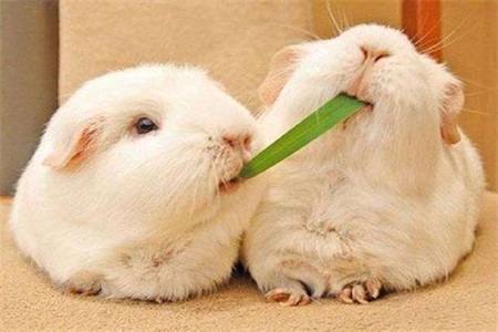 最适合懒人的减肥方法，掌握这几个减肥小窍门就够了