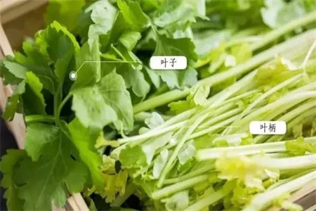 芹菜的做法 不起眼的芹菜叶千万别丢,竟然有这么多的功效