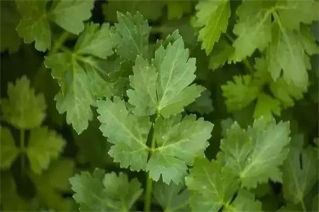 芹菜的做法 不起眼的芹菜叶千万别丢，竟然有这么多的功效