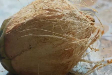 1564715574840838.jpg 最有效的减肥方法是什么?一个椰子就能帮你减肥