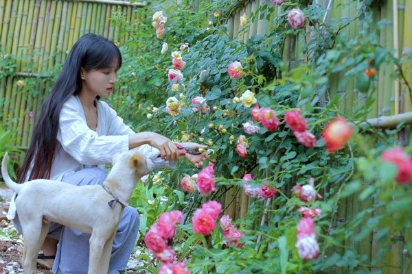 扒一扒李子柒黑料 包养整容农民出身真假