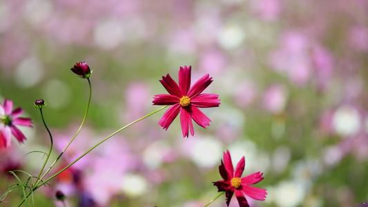 聪明人都有“三不争”, 越不争越好命, 现在知道还不算晚!