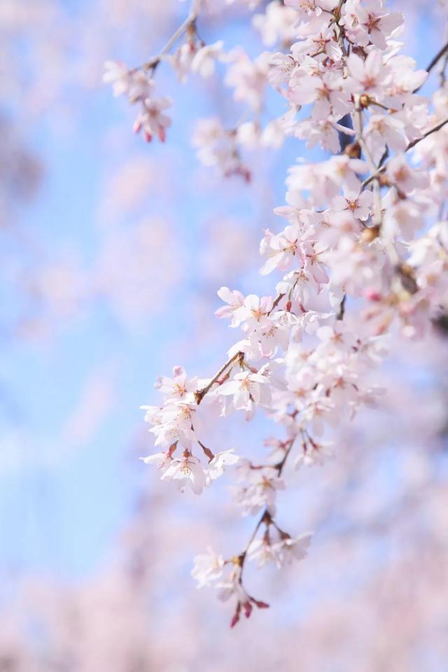 今日春分节气心情朋友圈文案说说 春分节气简单个性说说