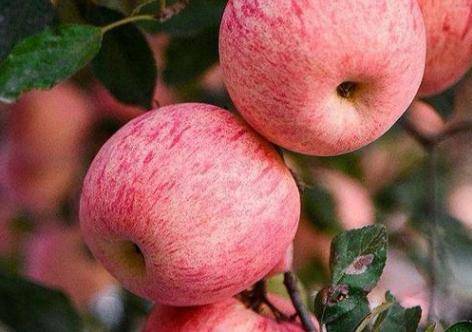 有哪些减肥食谱能饱腹还有营养又不长胖？这种食物可以放心吃