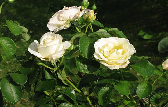 为什么再婚很难幸福 难幸福的3个因素