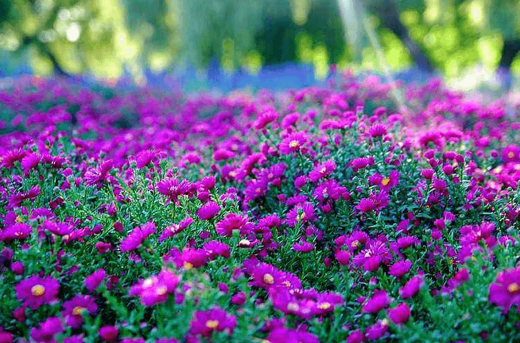 易金通的爱情美文：一潭挣扎的蓝藻