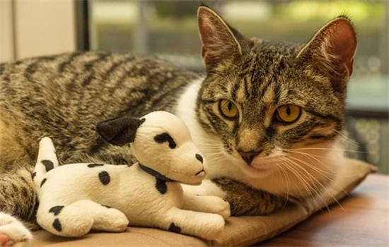 网上相亲女方不问男方情况 是消磨时间或是不感兴趣