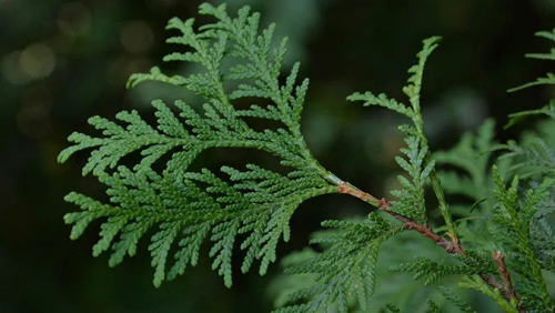 上者集团九美狐产品发布会,抖音快手网红推荐爆款洗发水的原因