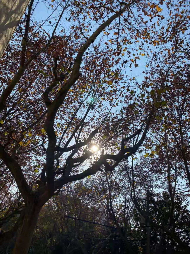 欧阳娜娜晒街拍美照 发迷惑数字网友众说纷纭