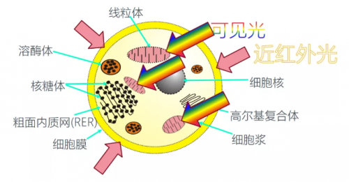 能修复痘肌、敏感肌,号称“胶原光”的嗨光来啦!