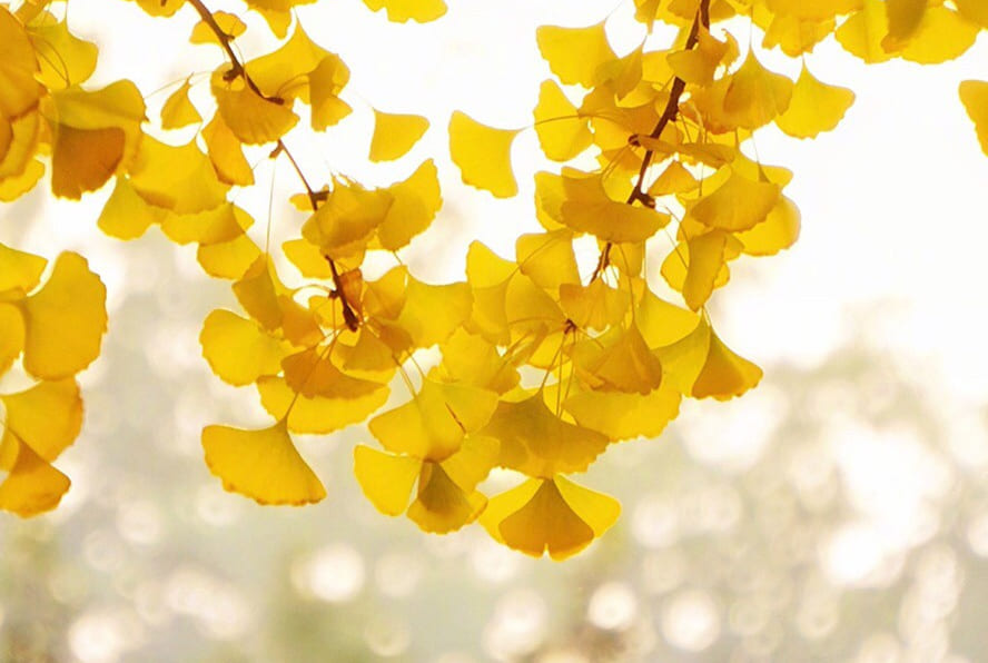 颜值聚焦!德国MBK为你守住秋日高质量美肌!