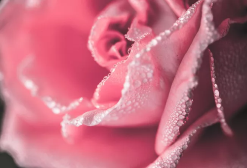 从粉到黑是什么原因引起的?变黑真正的原因其实是这些