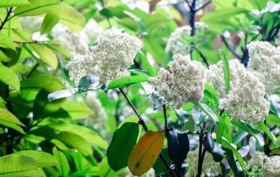 石楠花的味道是什么梗,人类精液味道(最污花) 石楠花的味道是什么梗,人类精液味道(最污的花)
