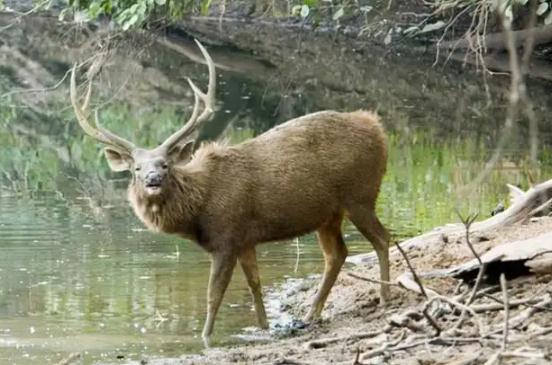 四不像是哪四个不像，都是什么动物