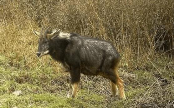 四不像是哪四个不像，都是什么动物