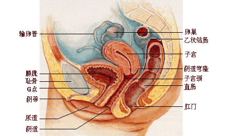 女性的隐秘部位图片 什么样子的示意图及结构解析