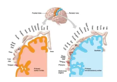 女生的脚，为什么会这么性感