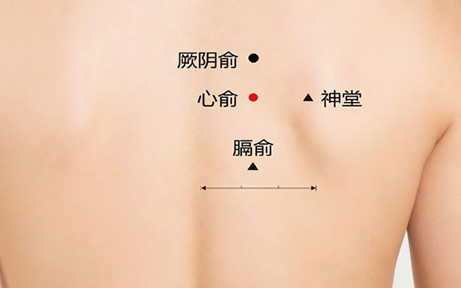 三伏贴贴敷部位图 这7个位置最佳(图解) 三伏贴贴敷部位图 这7个位置最佳(图解)