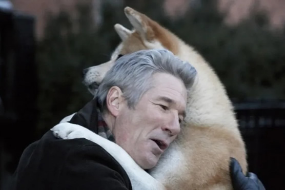 忠犬八公的原型最后怎么了 忠犬八公的故事结局是什么