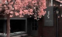 母亲的桃花源流淌 寂寞的她现在终于伴了