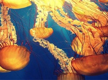 如果误喝百草枯能抢救回来吗