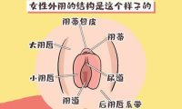 女性的隐秘部位图片 什么样子的示意图及结构解析