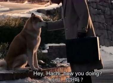 忠犬八公的原型最后怎么了 忠犬八公的故事结局是什么